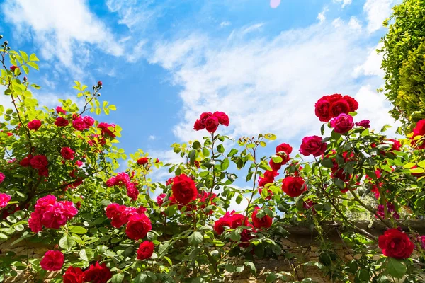 Belle rosier contre le ciel bleu avec des nuages — Photo