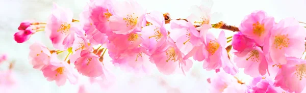 Pozadí s krásné růžové třešňový květ, květy Sakura — Stock fotografie