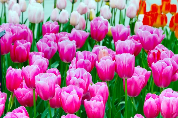 Nahaufnahme rosa Tulpen Urlaub panoramischen Hintergrund — Stockfoto