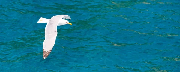 Fish seagull flying, freedom concept — Stock Photo, Image