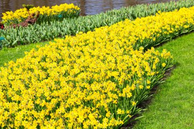 Baharda çiçek açan sarı nergis çiçekleri ile flowerbed