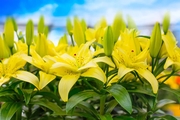 Beautiful yellow lily flower decoration panorama macro close up — Stock Photo, Image