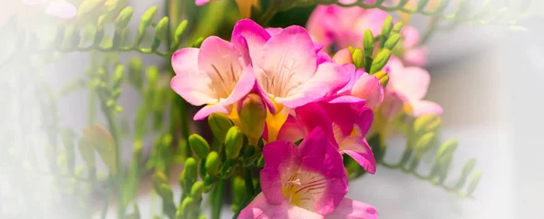 Buquê de flores vibrantes de alstroemeria rosa — Fotografia de Stock