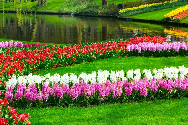 Tulipas coloridas e canteiro de flores de jacinto no jardim da primavera, Holanda — Fotografia de Stock