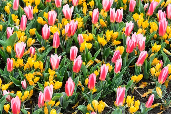 Crocus colorido e flores de tulipas florescem no jardim de primavera — Fotografia de Stock
