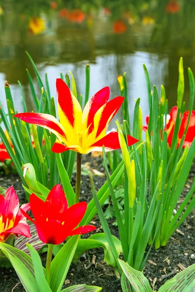 Flor tulipas na aldeia holandesa — Fotografia de Stock