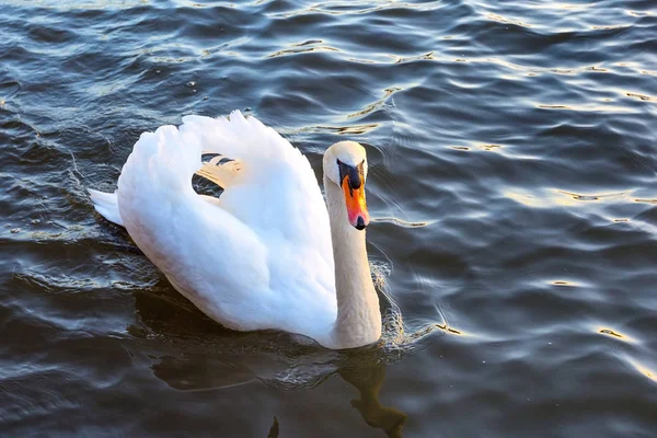 Cisne blanco en el agua —  Fotos de Stock