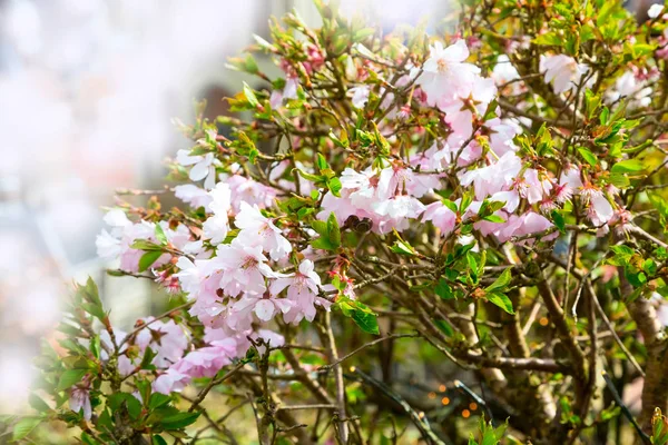 Весенний миндаль цветы цветут фон — стоковое фото