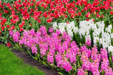 Pembe çiçekler sümbül ve flowerbed üzerinde büyüyen kırmızı tupils