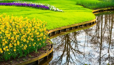 Baharda çiçek açan sarı nergis çiçekleri ile flowerbed