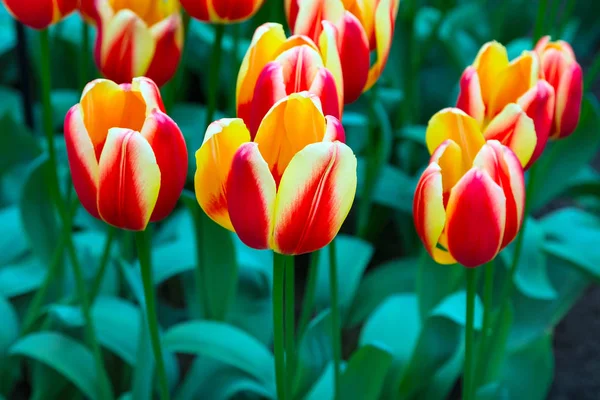 Tulipa canteiro de flores, vermelho, tulipas amarelas no jardim — Fotografia de Stock