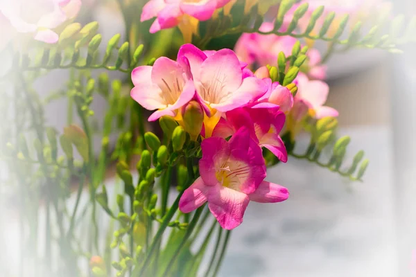 Buquê de flores vibrantes de alstroemeria rosa — Fotografia de Stock