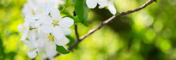 Apple blossom wiosennych kwiatów — Zdjęcie stockowe