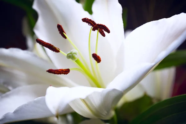 Lírio branco bonito flor flor macro close-up — Fotografia de Stock