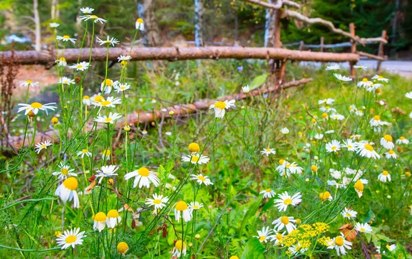 Яркий летний фон с деревянным забором и ромашками — стоковое фото