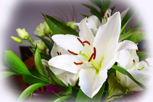 Lírio branco bonito flor flor macro close-up — Fotografia de Stock