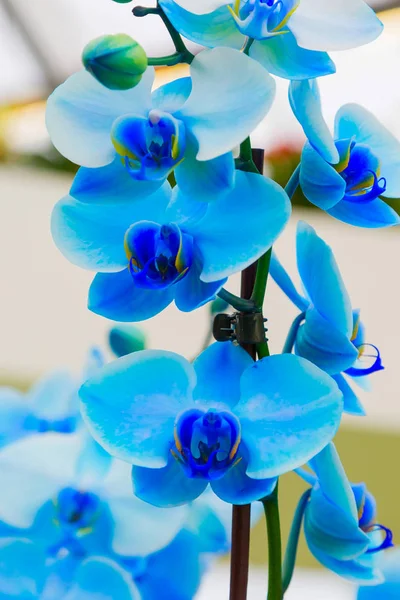 Nahaufnahme blaue Orchidee Blumen Hintergrund — Stockfoto