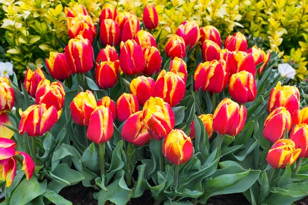 Vibrante colorido vermelho e amarelo tulipas férias fundo — Fotografia de Stock