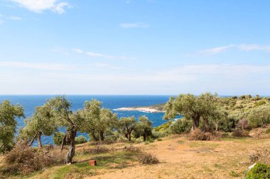 Yaz tatil arka plan ile Yunan Adası Thasos, zeytin ağaçları ve deniz, Yunanistan
