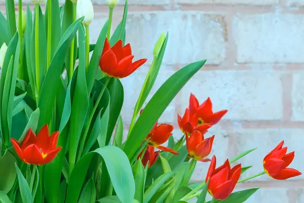 Colorido closeup vermelho tulipas férias fundo — Fotografia de Stock