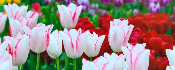 Vibrante colorido primer plano blanco con tulipanes rosados vacaciones fondo panorámico —  Fotos de Stock