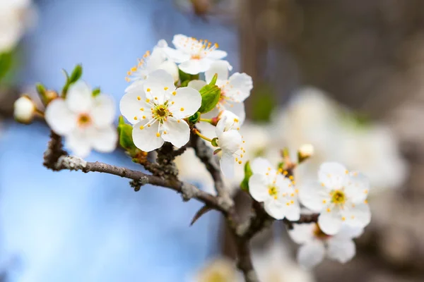 Apple blossom wiosennych kwiatów — Zdjęcie stockowe