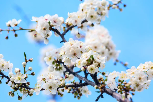 Яблочный цветок весенние цветы — стоковое фото