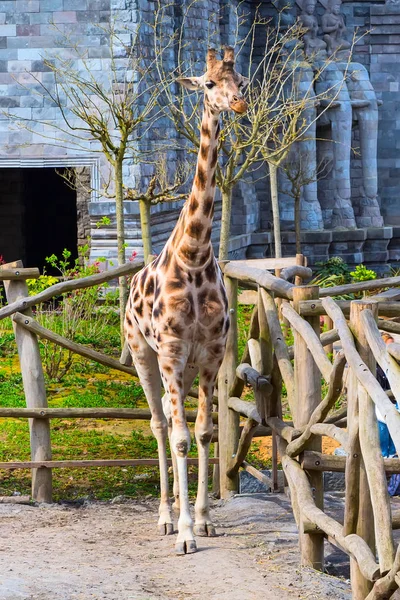 Pěkný roztomilý žirafa v parku — Stock fotografie