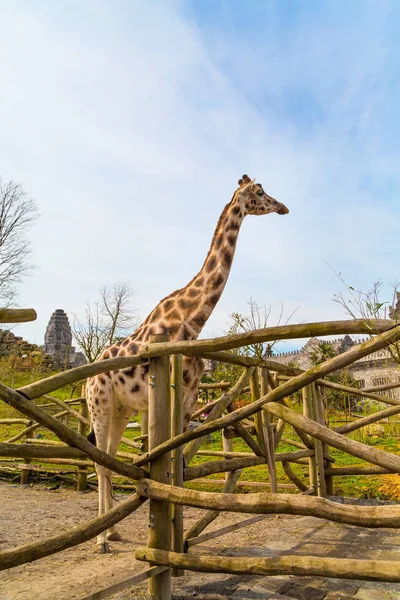 Bella giraffa carina nel parco — Foto Stock