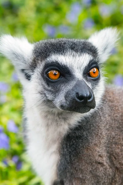 Gyűrűsfarkú maki aka Lemur catta arc közelről portré — Stock Fotó