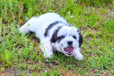 Puppy lying in the grass and barking, close up portrait clipart