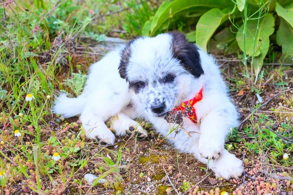 Cachorro acostado en la hierba, retrato de cerca — Foto de Stock