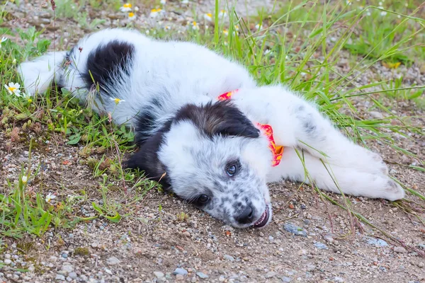 Cachorro acostado en la hierba, retrato de cerca — Foto de Stock