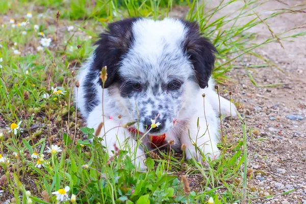 Cachorro acostado en la hierba, retrato de cerca — Foto de Stock