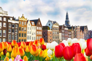 Geleneksel eski evleri ve Lale görünümü Amsterdam, Hollanda