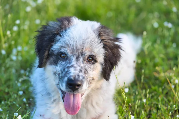 Chiot couché dans l'herbe, portrait rapproché — Photo