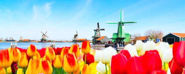 stock image Holland background panorama with tulips and green windmill in traditional village in Holland