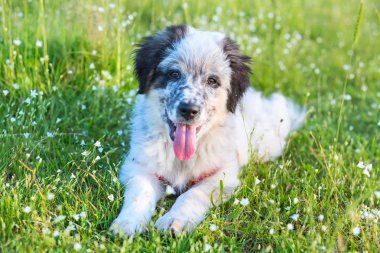 Yavru köpek çimenlerde uzanıyor, portreyi yakından çek.