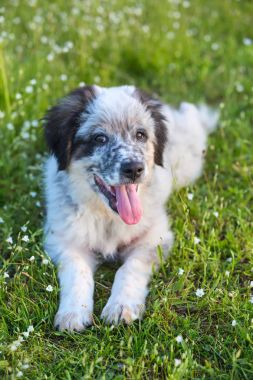 Yavru köpek çimenlerde uzanıyor, portreyi yakından çek.