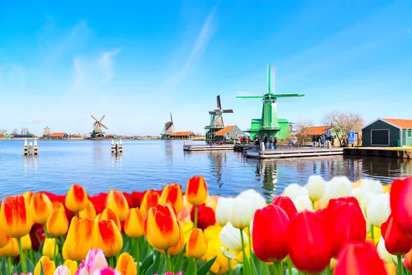 Holland hintergrundpanorama mit tulpen und grünen windmühle in traditionellen dorf in holland — Stockfoto