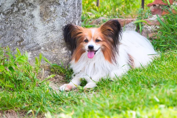 Papillon cane sdraiato nell'erba verde — Foto Stock