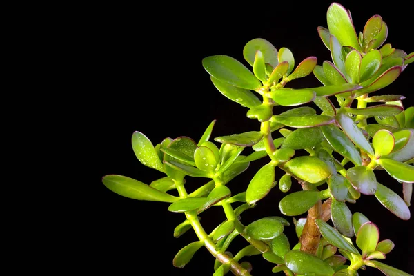 クラッスラ属 ovata またはお金ツリー多肉植物でクローズ アップを黒の背景 — ストック写真