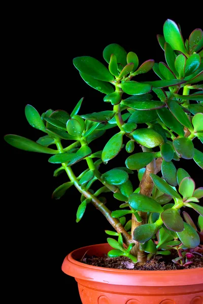 Crassula ovata або соковита рослина з грошима крупним планом на чорному тлі — стокове фото