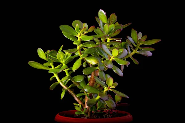 Crassula ovata oder Geldbaum saftige Pflanze Nahaufnahme auf schwarzem Hintergrund — Stockfoto