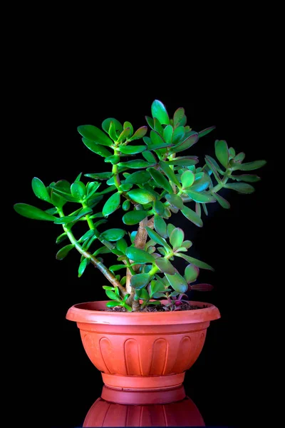 Crassula ovata or money tree succulent plant closeup on black background — Stock Photo, Image
