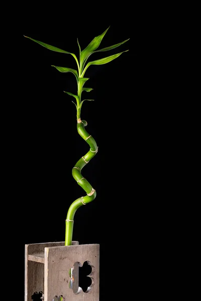 Ecology concept image with bamboo stem in wooden vase on black background — Stock Photo, Image