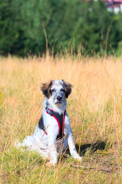 Kölyök kutya ül a sárga fű, közelről portré — Stock Fotó