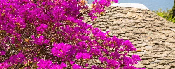 Belle buisson de fleurs roses et toit contre le ciel bleu — Photo