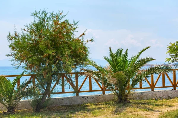 The view from wooden terrace with palms of blue seascape — Stock Photo, Image
