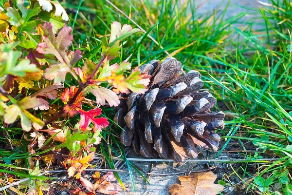 Cono de pino en la hierba en un bosque en otoño —  Fotos de Stock